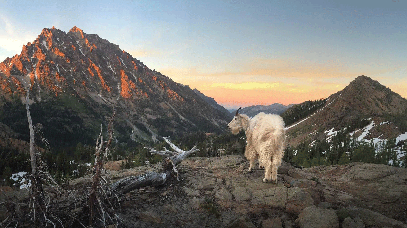 Mt Stuart - Goat