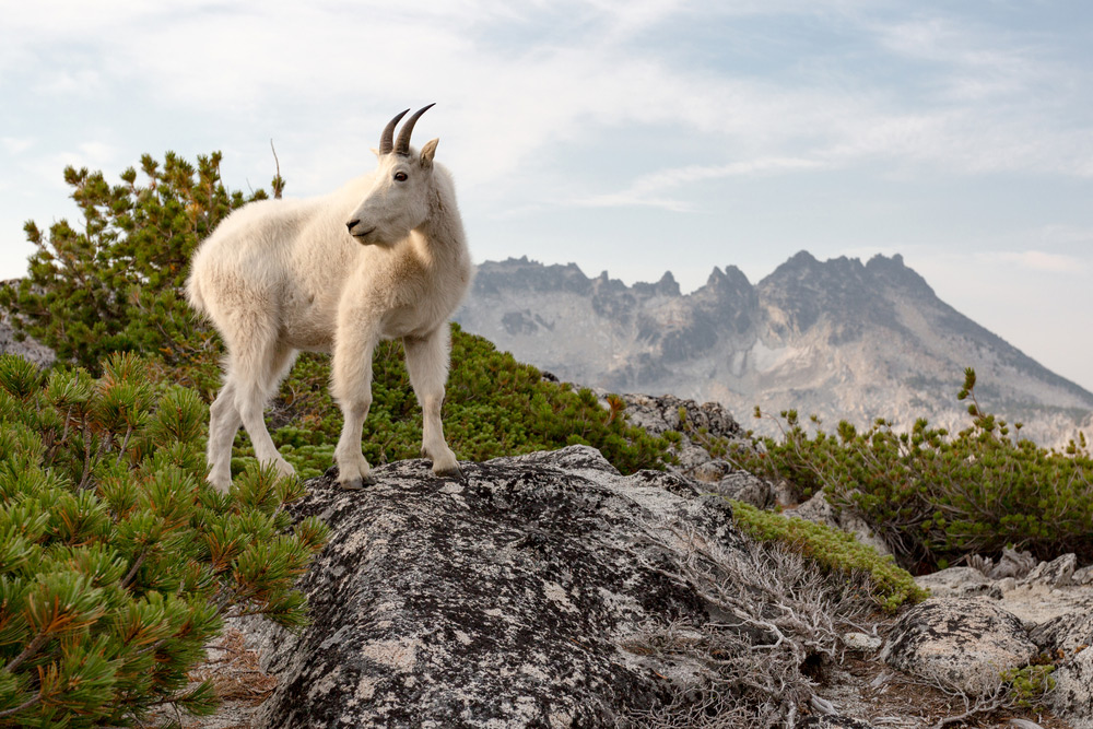 Goat Enchantments WA